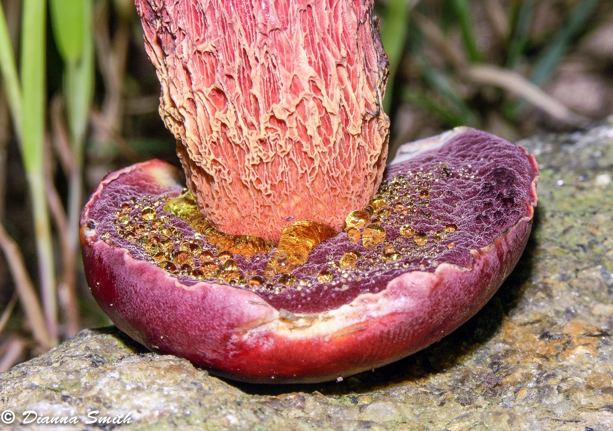 Exsudoporus frostii (Boletus frostii) 2696