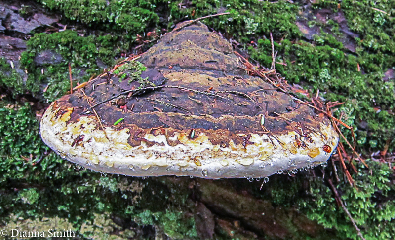 Fomitopsis ochracea 1988