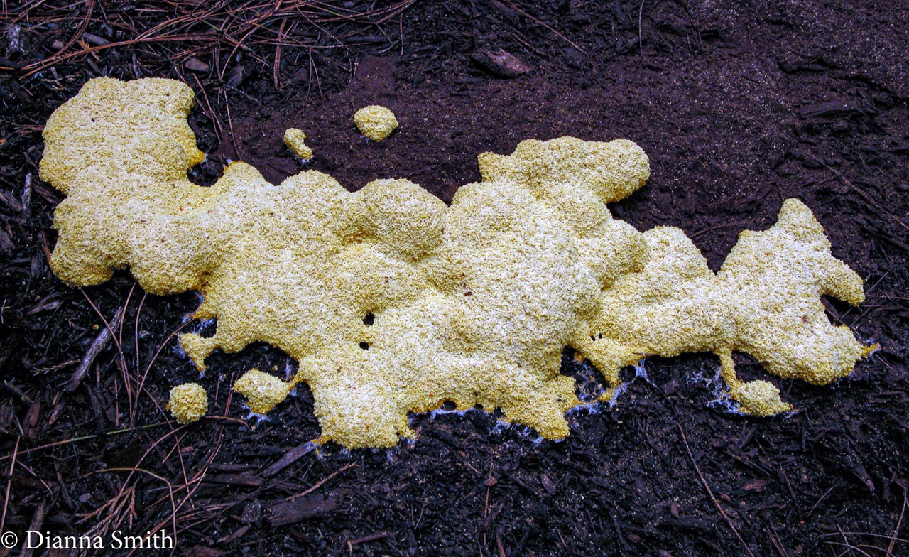 Fuligo septica 0018-1