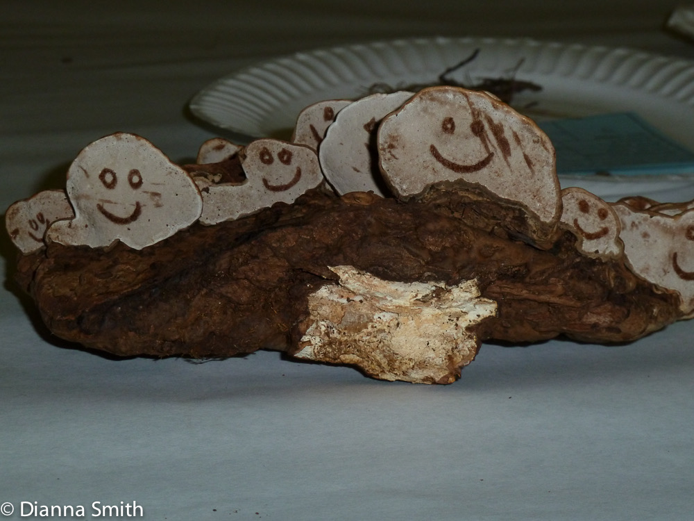 Ganoderma applanatum1020833