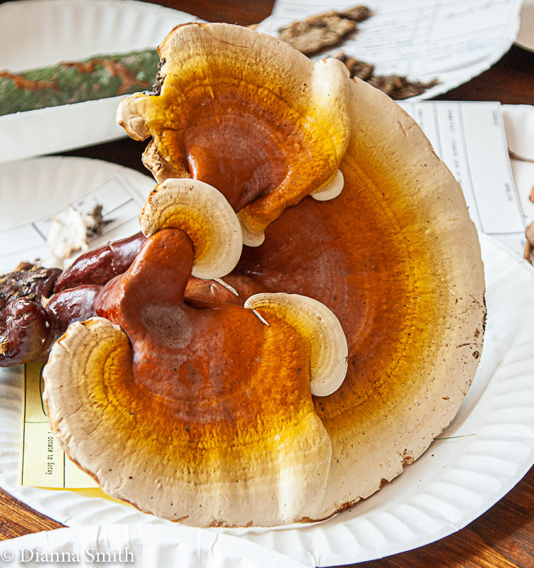 Ganoderma curtisii 01463