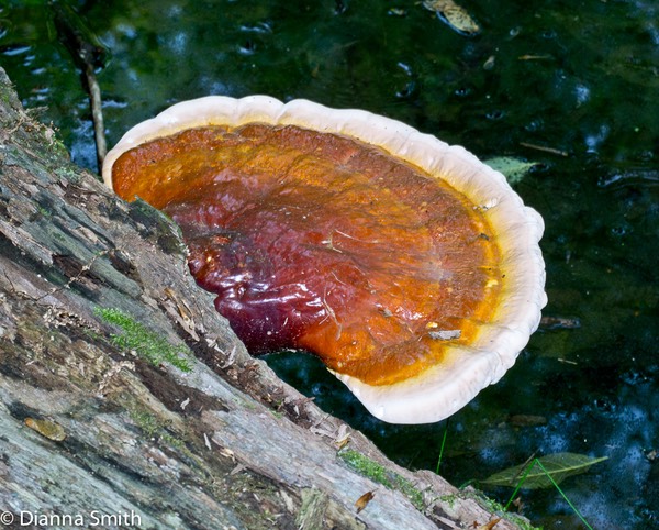 Ganoderma lucidum1000235