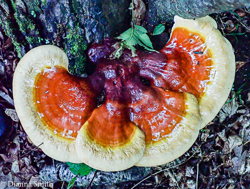Ganoderma tsugae 6180052