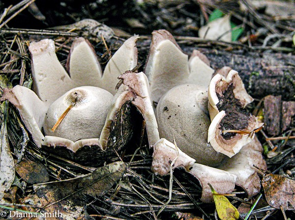 Geastrum fimbriatum7380