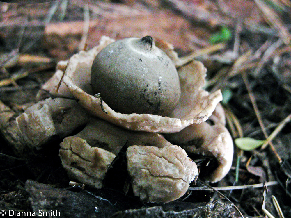Geastrum triplex7371