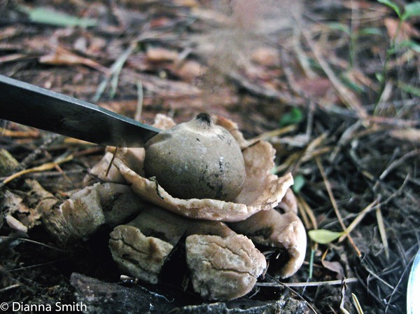 Geastrum triplex7373