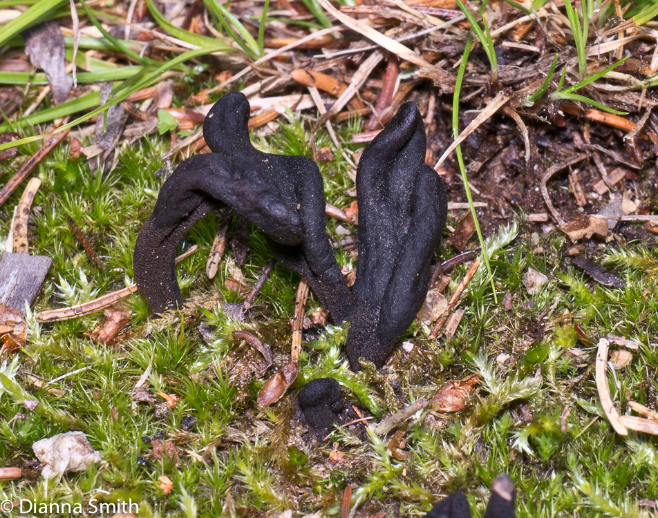 Geoglossum difforme1010405