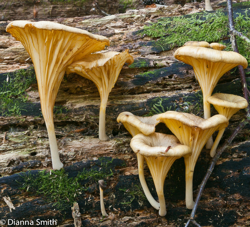 Gerronema strombodes (Chrysomphalina strombodes)  06385