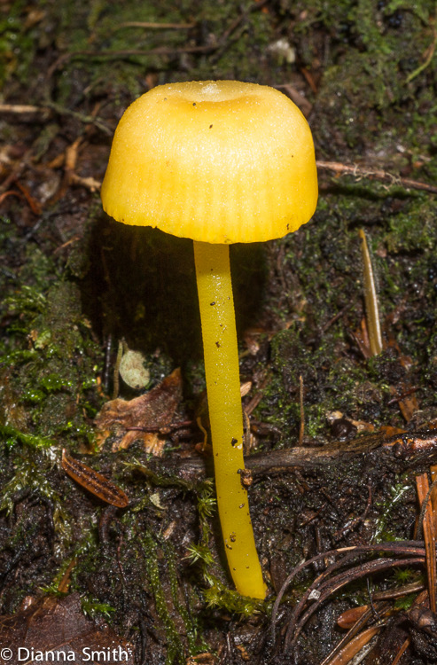 Glioxanythomyces nitidus (Hygrocybe nitida)01840