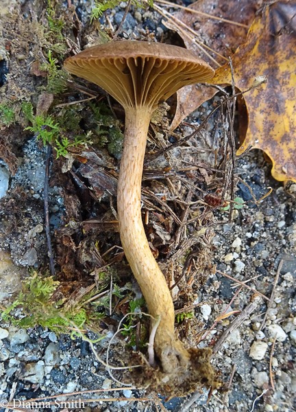 Gomphidius maculatus 05624