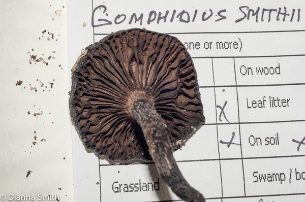 Gomphidius smithii03077