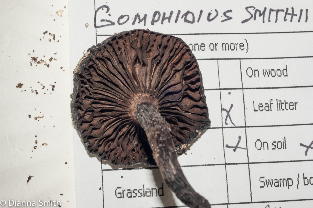 Gomphidius smithii03077