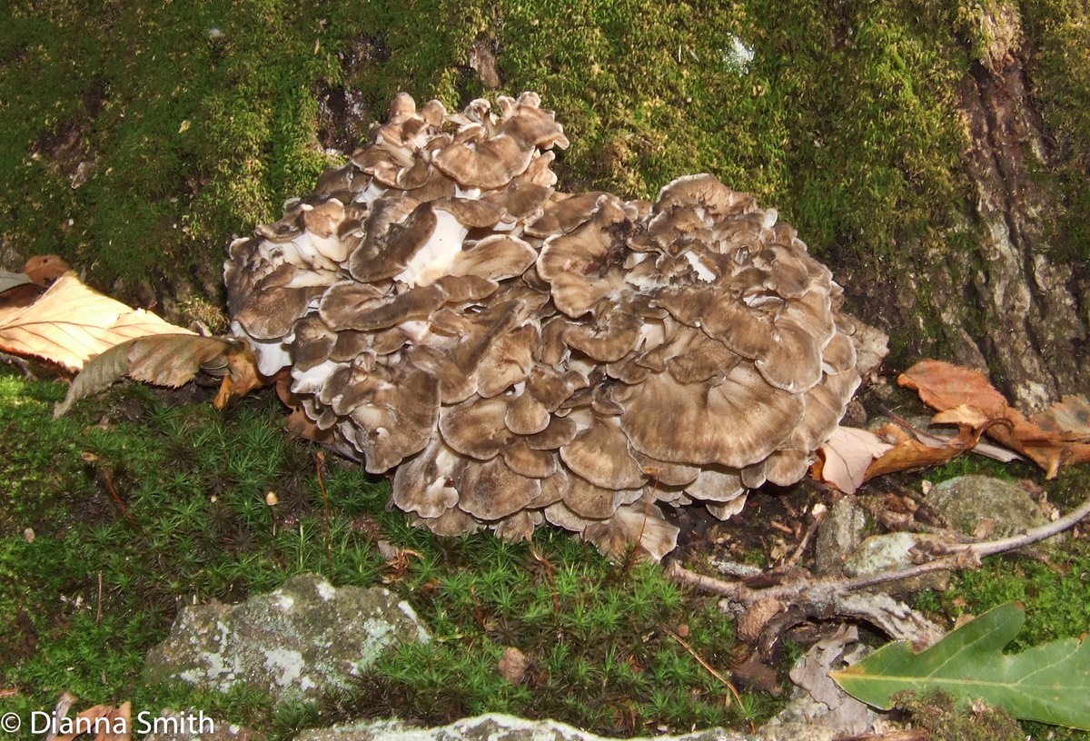 Grifola frondosa10030039