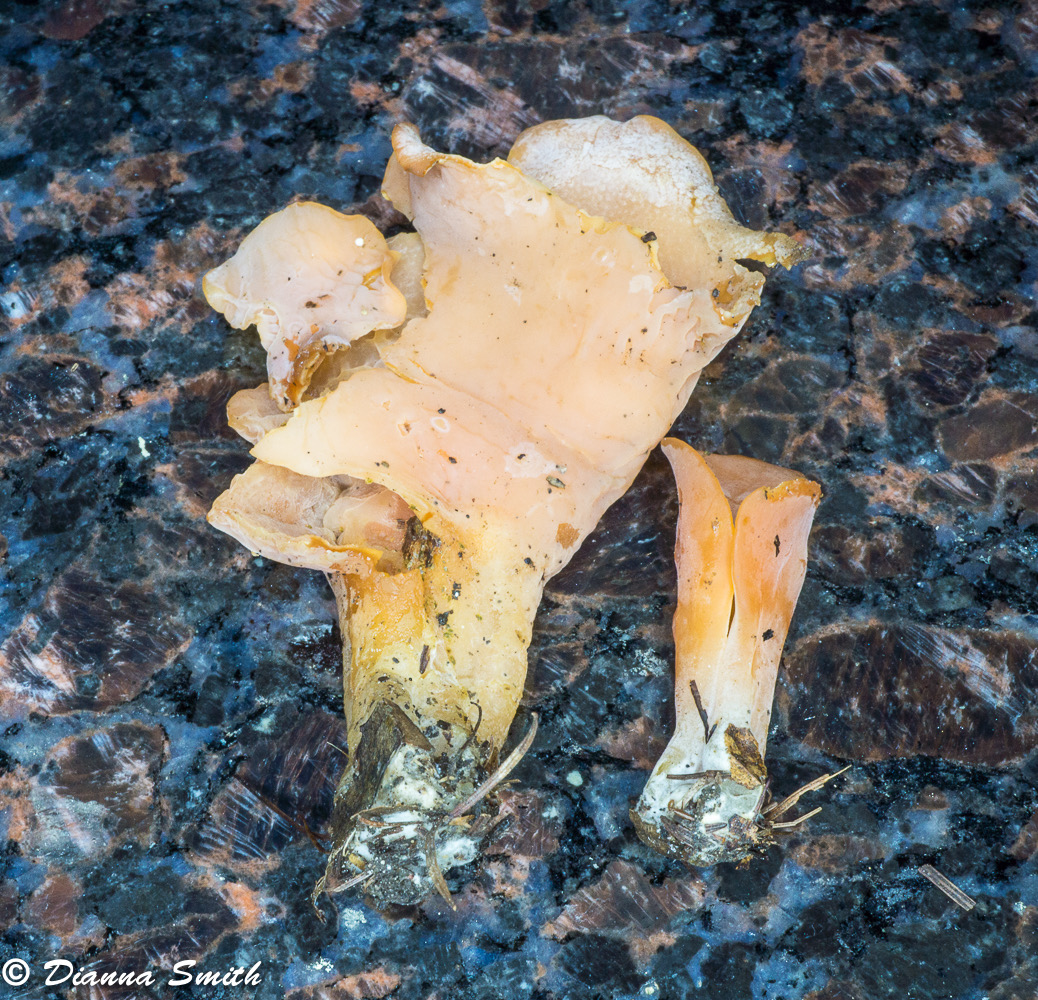 Guepinia helvelloides (Phlogiotis helvelloides) 03855