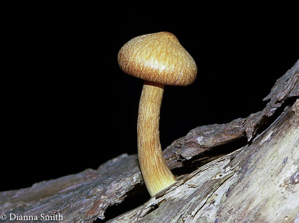 Gymnopilus sapineus5069