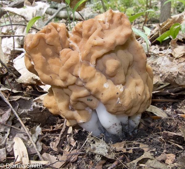 Gyromitra korfii0094