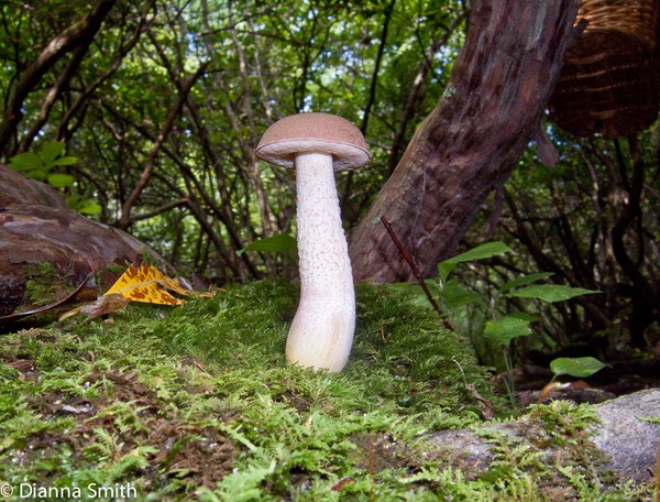 Harrya chromapes (Tylopilus chromapes)9937