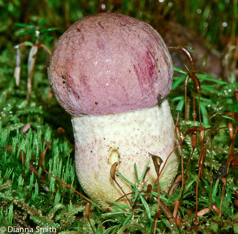 Harrya chromapes (Tylopilus chromapes)1668