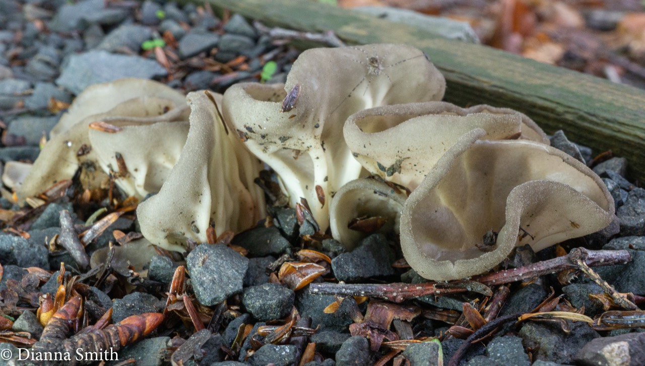 Helvella acetabulum 04436