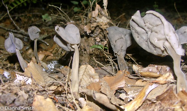 Helvella atra2824