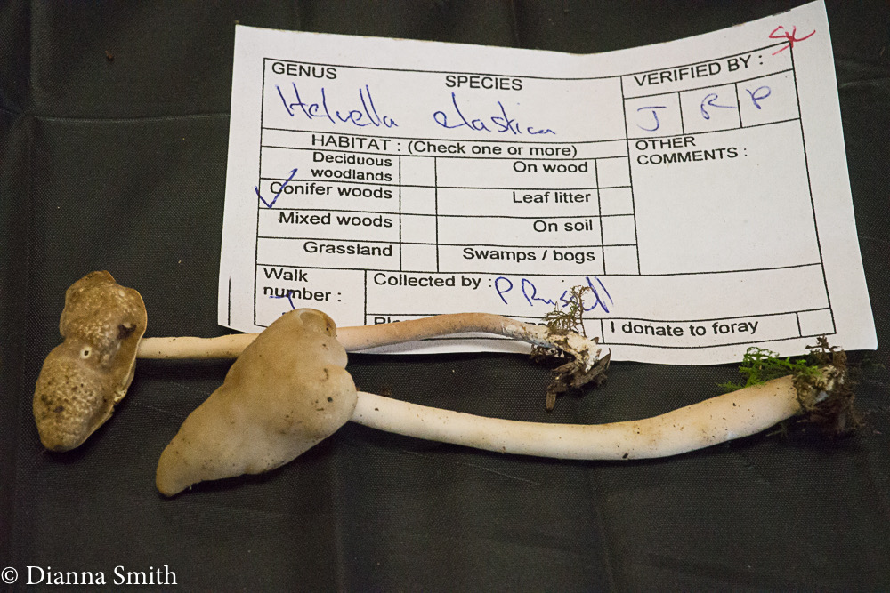 Helvella elastica 01519