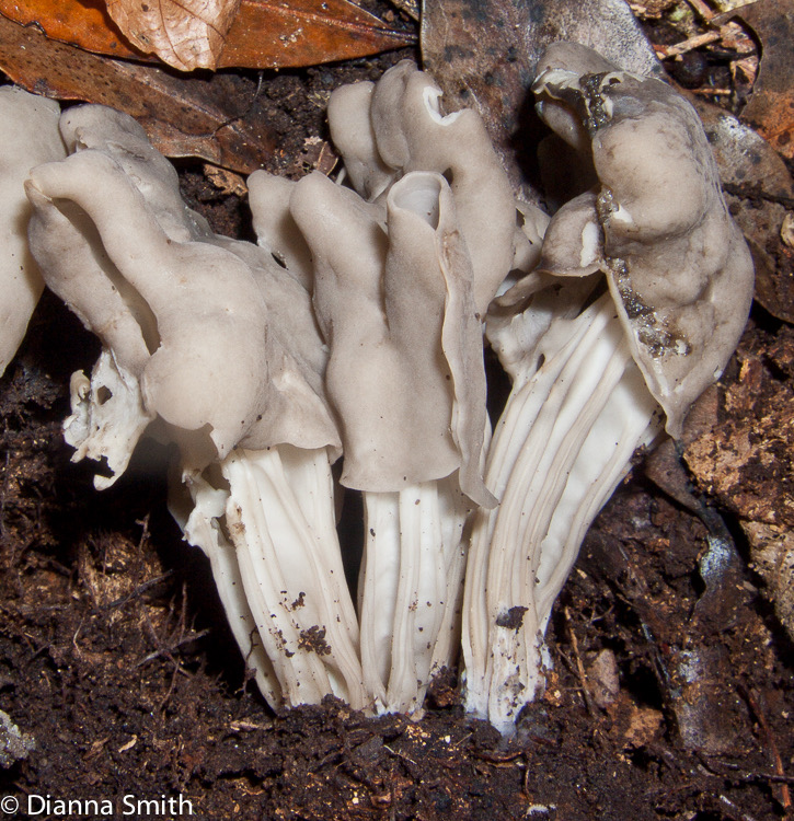 Helvella lactea 9923