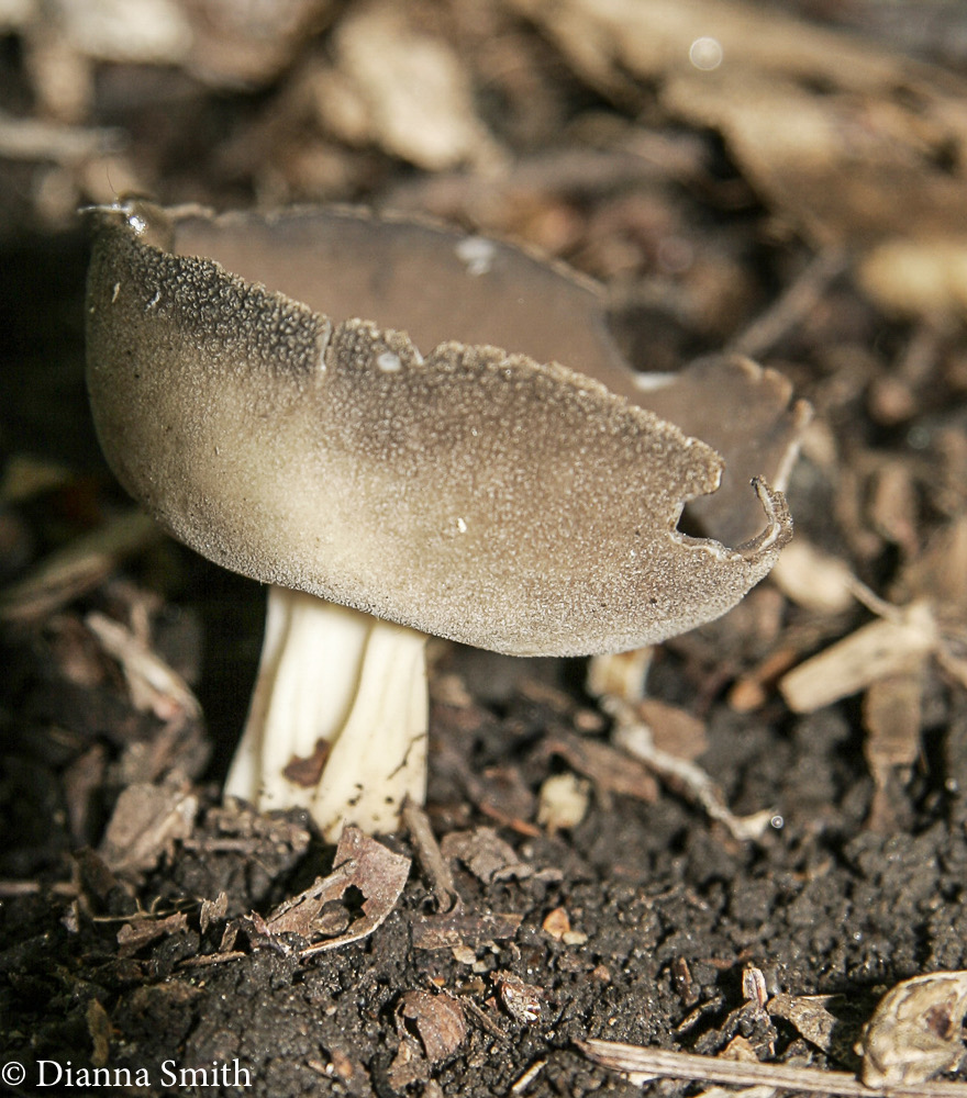 Helvella queletii2324