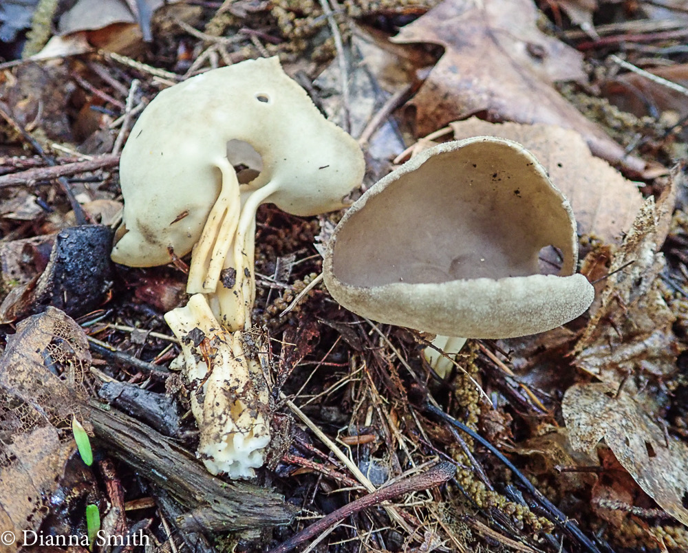 Helvella queletii6200061