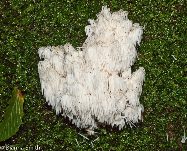 Hericium americanum02071