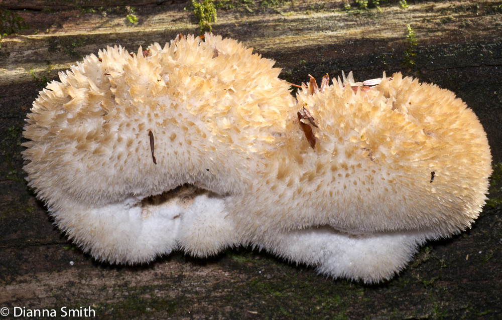 Hericium erinaceus1020567