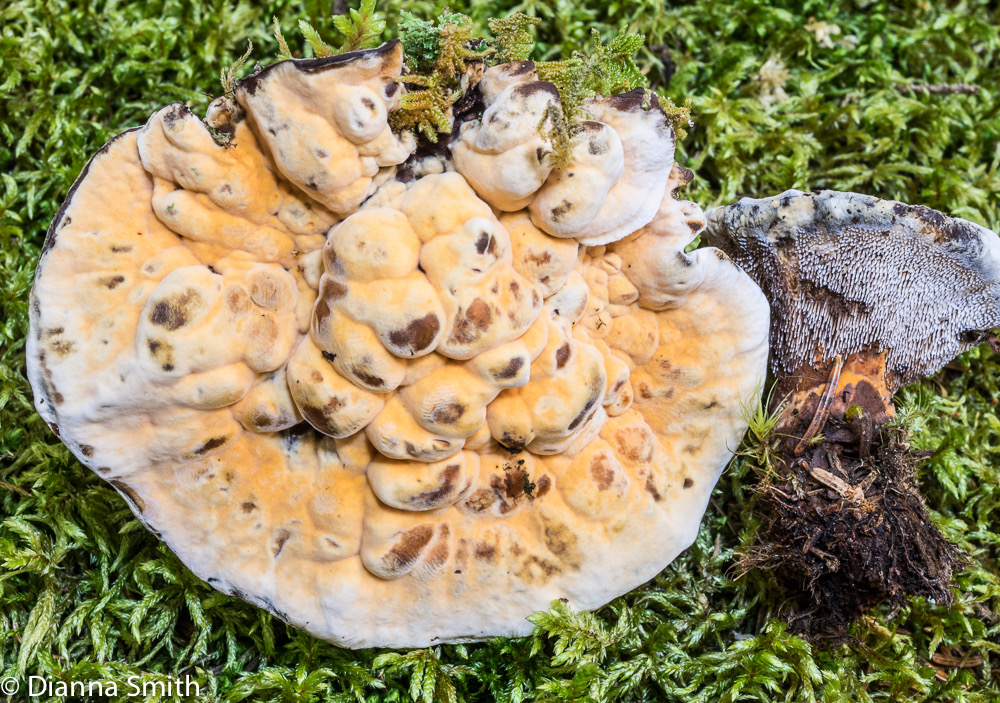 Hydnellum aurantiacum01566