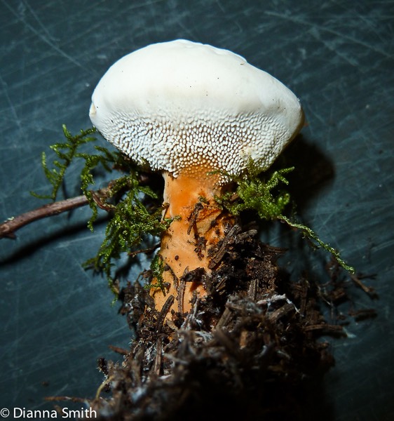 Hydnellum aurantiacum1020195