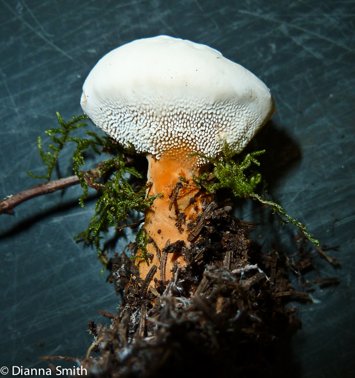 Hydnellum aurantiacum1020195