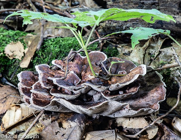 Hydnellum concrescens 01263
