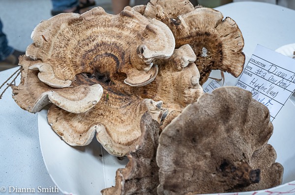 Hydnellum cristata 02471