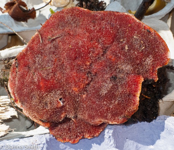 Hydnellum diabolus 2183