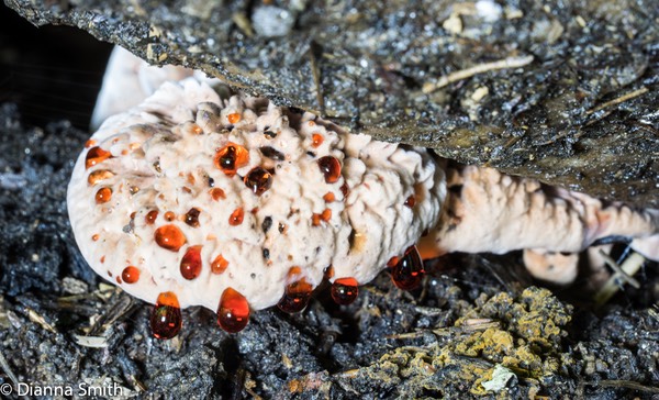 Hydnellum peckii 03160