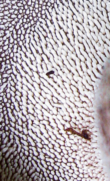 Hydnellum scabrosum (Sarcodon scabrosus) 1151