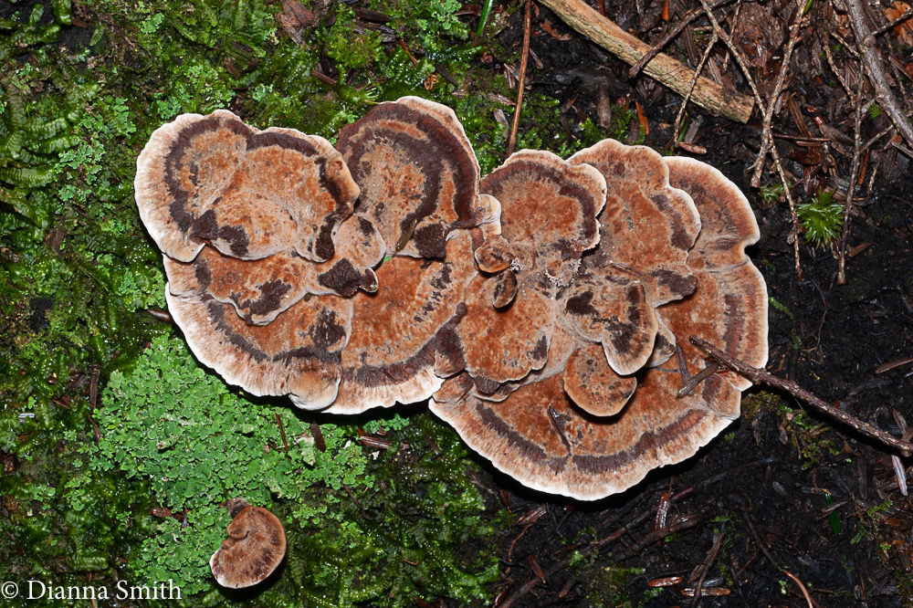Hydnellum scrobiculatum var. zonatum02553