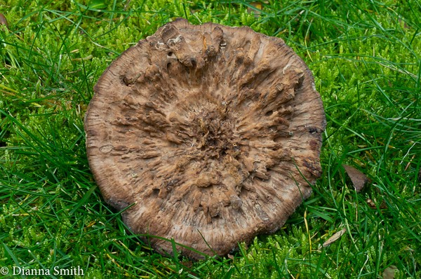 Hydnellum scrobiculatum02690