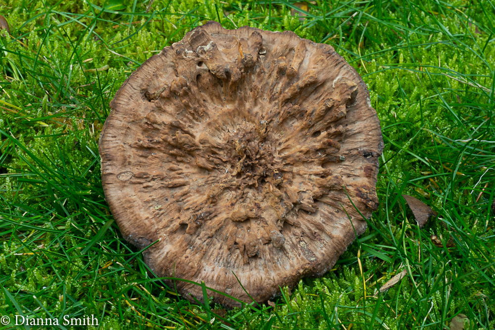 Hydnellum scrobiculatum02690