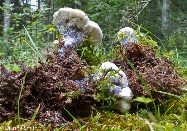 Hydnellum suaveolens1020010