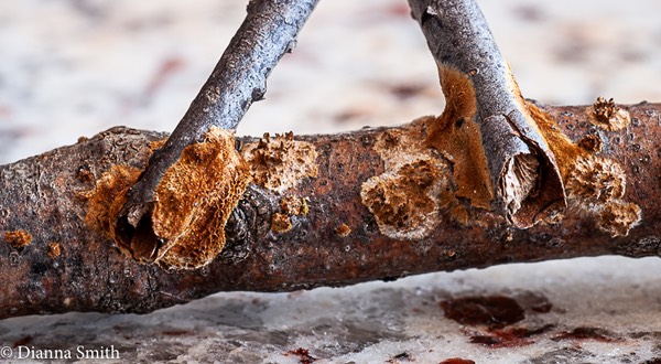  Hydnoporia corrugata (Hymenochaetopsis corrugata)1020605-2