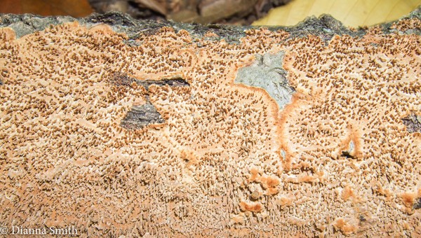 Hydnoporia olivacea (Hymenochaetopsis olivacea) 6371-2