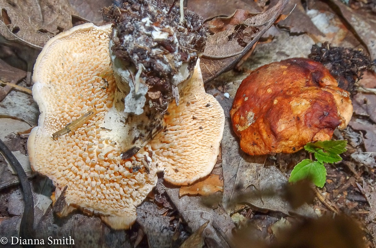 Hydnum rufescens  08129