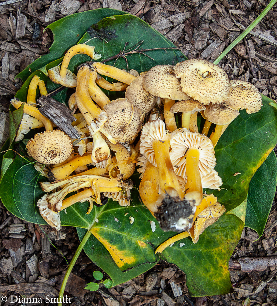 Hygrocybe caespitosa gilled yellow3751