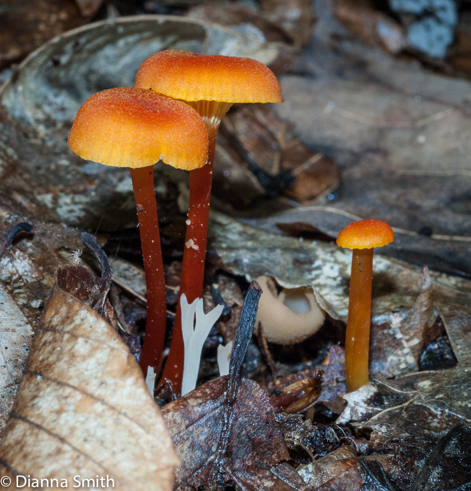Hygrocybe cantharellus02402