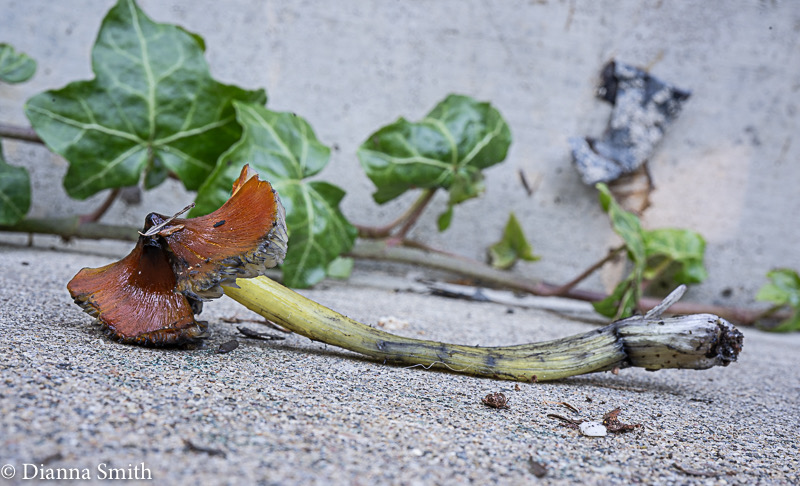 Hygrocybe conica 03065