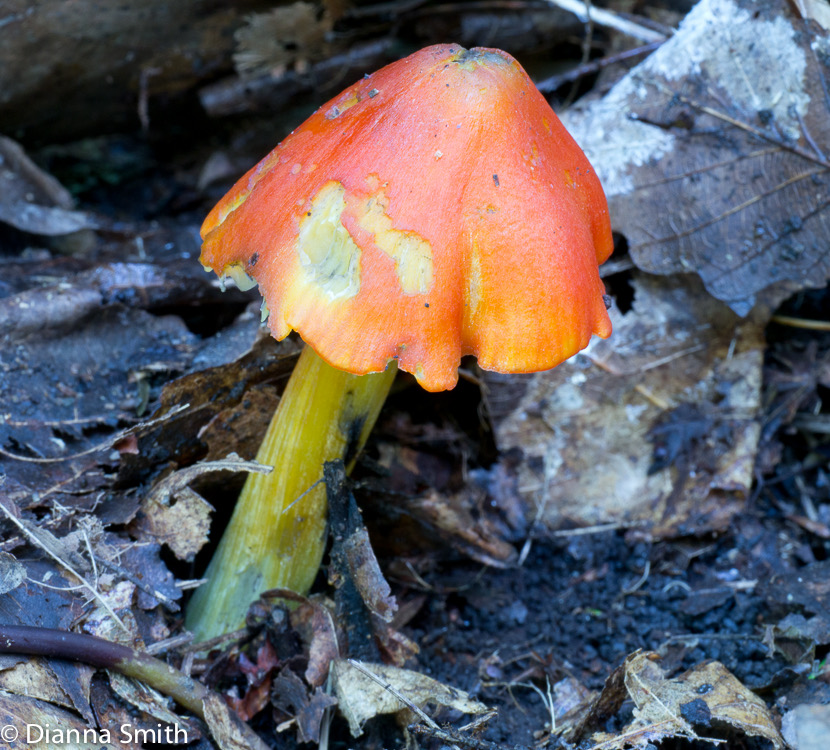 Hygrocybe conica1020362