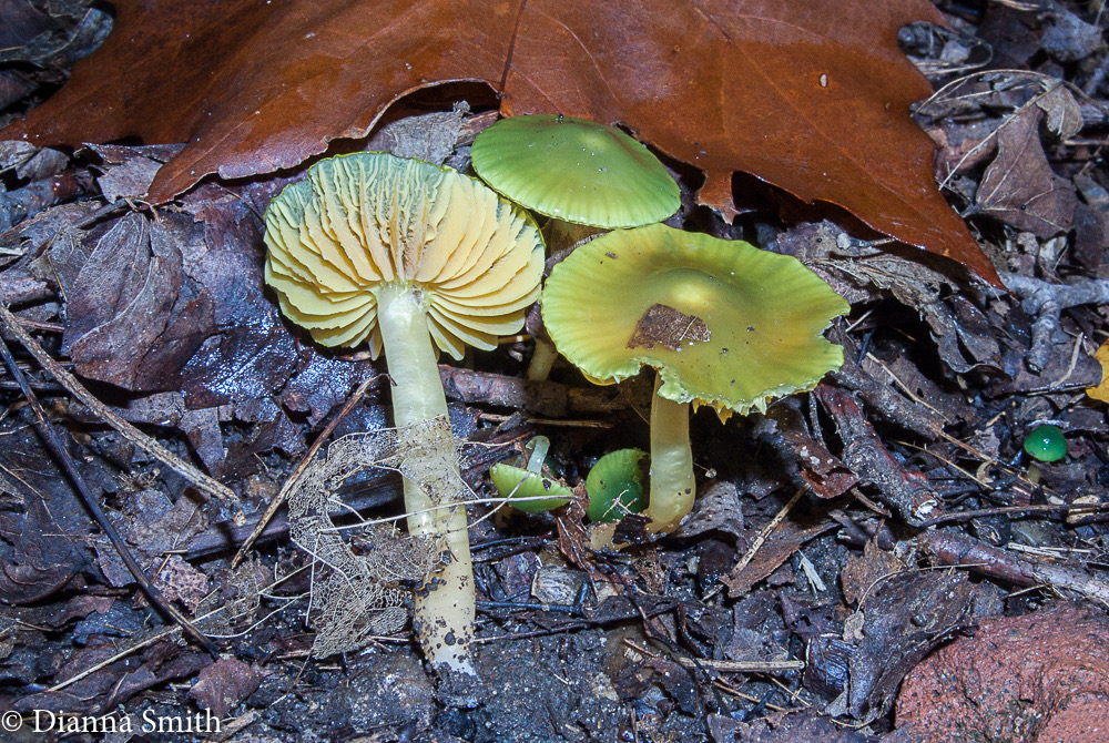Hygrocybe psittacina5827